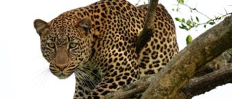 8 reasons why Tanzania for your African safari vacation