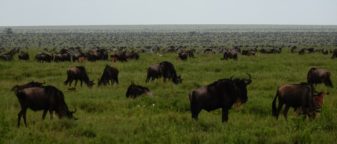 The best Tanzania safari tour package for January, February, March