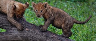 Tips to improve seeing wildlife on your safari