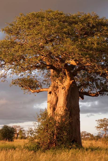 Tarangire National Park