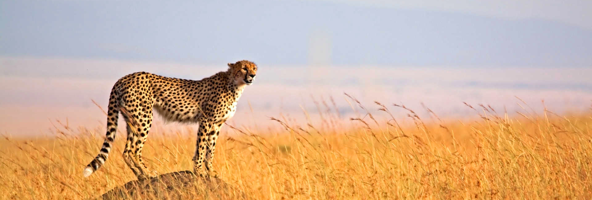 Tanzania Safari Lions Tanzania Safari Giraffe